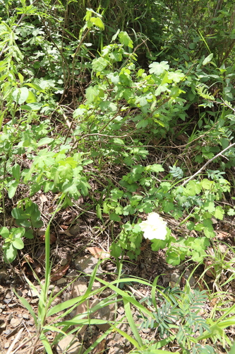 Image of Pavonia dregei by (c) Suvarna Parbhoo Mohan, some rights reserved (CC BY-SA)