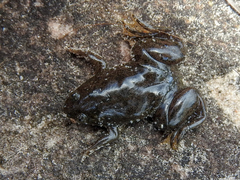 Xenopus