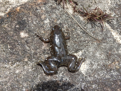 Xenopus
