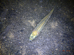 Endora's Hardyhead photo 4
