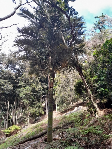 Juania australis, photograph 2