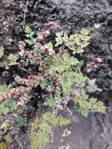 Argyrochosma chilensis