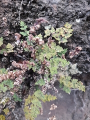Notholaena chilensis (Notholaena chilensis)
