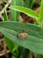 Ophraella americana