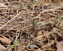 Cicindela splendida