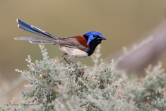 Purple-Backed Fairywren photo 3