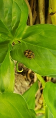 Epilachna paenulata