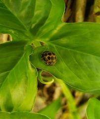 Epilachna paenulata