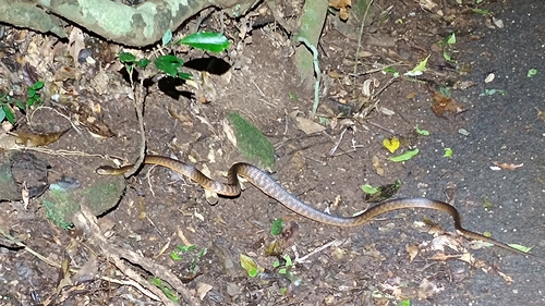 Brown Tree Snake sighting