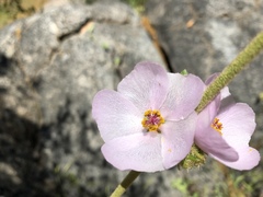 Malacothamnus densiflorus