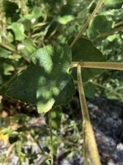 Malacothamnus densiflorus
