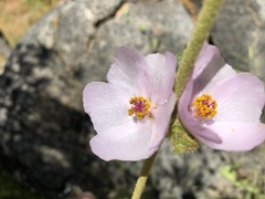 Malacothamnus densiflorus