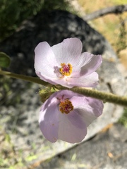Malacothamnus densiflorus