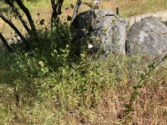 Malacothamnus densiflorus