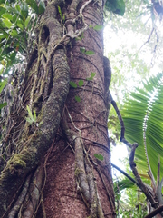 Sacoglottis trichogyna