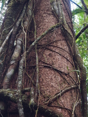 Sacoglottis trichogyna