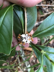 Palicourea axillaris