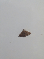Pechipogo plumigeralis