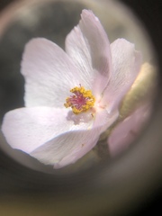 Malacothamnus densiflorus