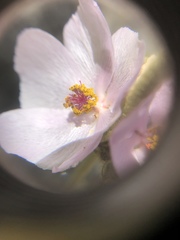 Malacothamnus densiflorus