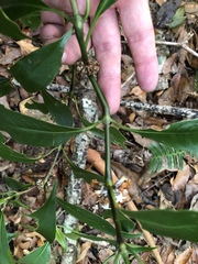 Palicourea axillaris