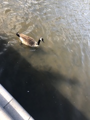 Branta canadensis