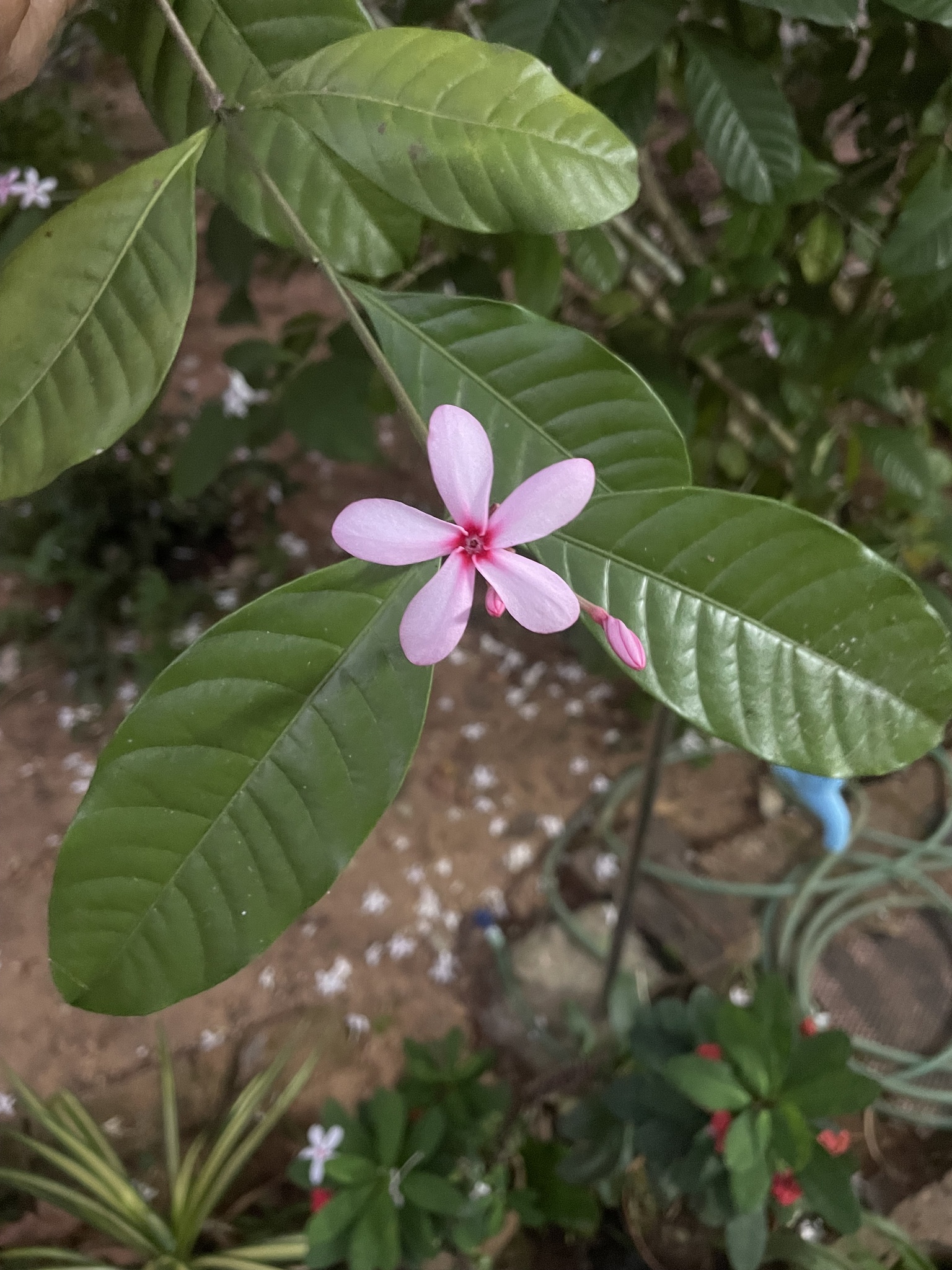 Imagem de Jasmim-de-madagascar