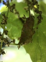 Callirhytis congregata