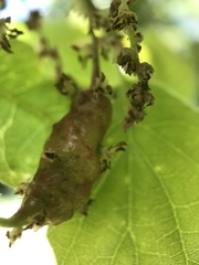 Callirhytis congregata