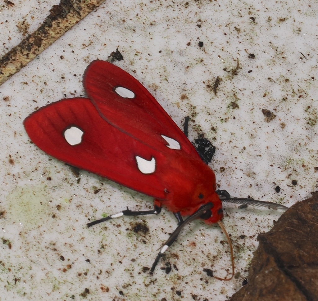 Hyperthaema sanguineata