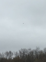 Corvus corax principalis