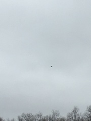 Corvus corax principalis