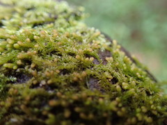 Ptilidium pulcherrimum