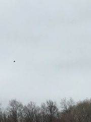 Corvus corax principalis