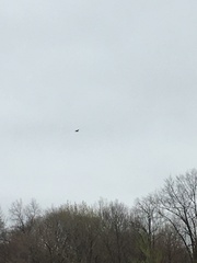 Corvus corax principalis