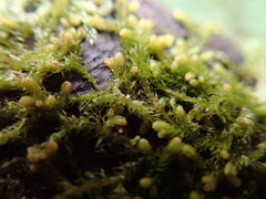 Ptilidium pulcherrimum