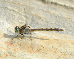 Arigomphus