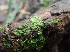 Chiloscyphus polyanthos