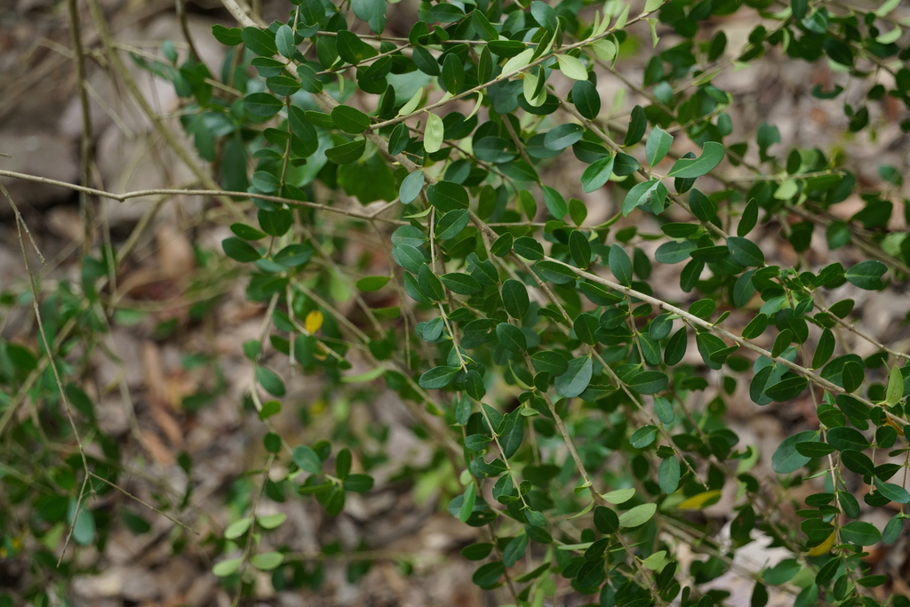 Ligustrum punctifolium (Ligustrum punctifolium)
