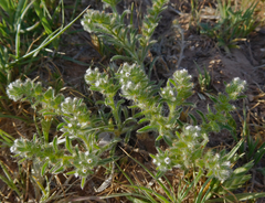 Cryptantha minima