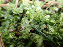 Chiloscyphus polyanthos