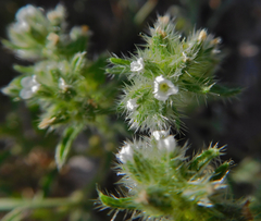 Cryptantha minima