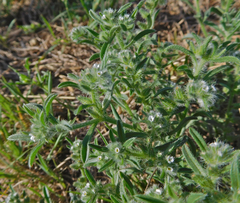 Cryptantha minima