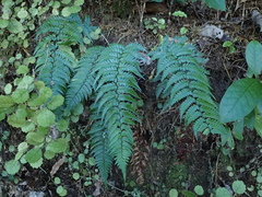 Polystichum wawranum