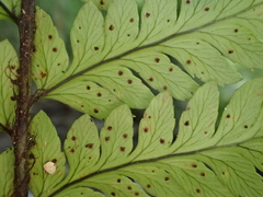 Polystichum wawranum