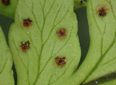 Polystichum wawranum