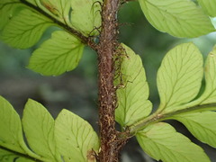 Polystichum wawranum