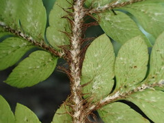 Polystichum wawranum