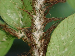 Polystichum wawranum