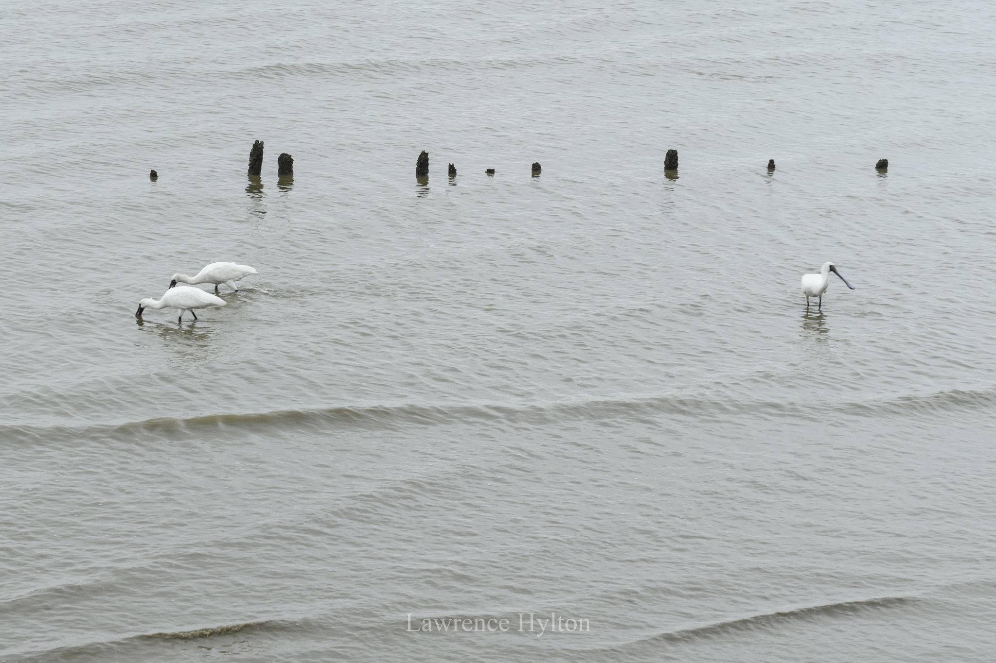 Black-faced Spoonbill